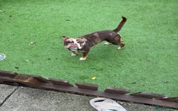 Old Tyme Bulldog dogs for sale: Female for rehoming  - Image 1