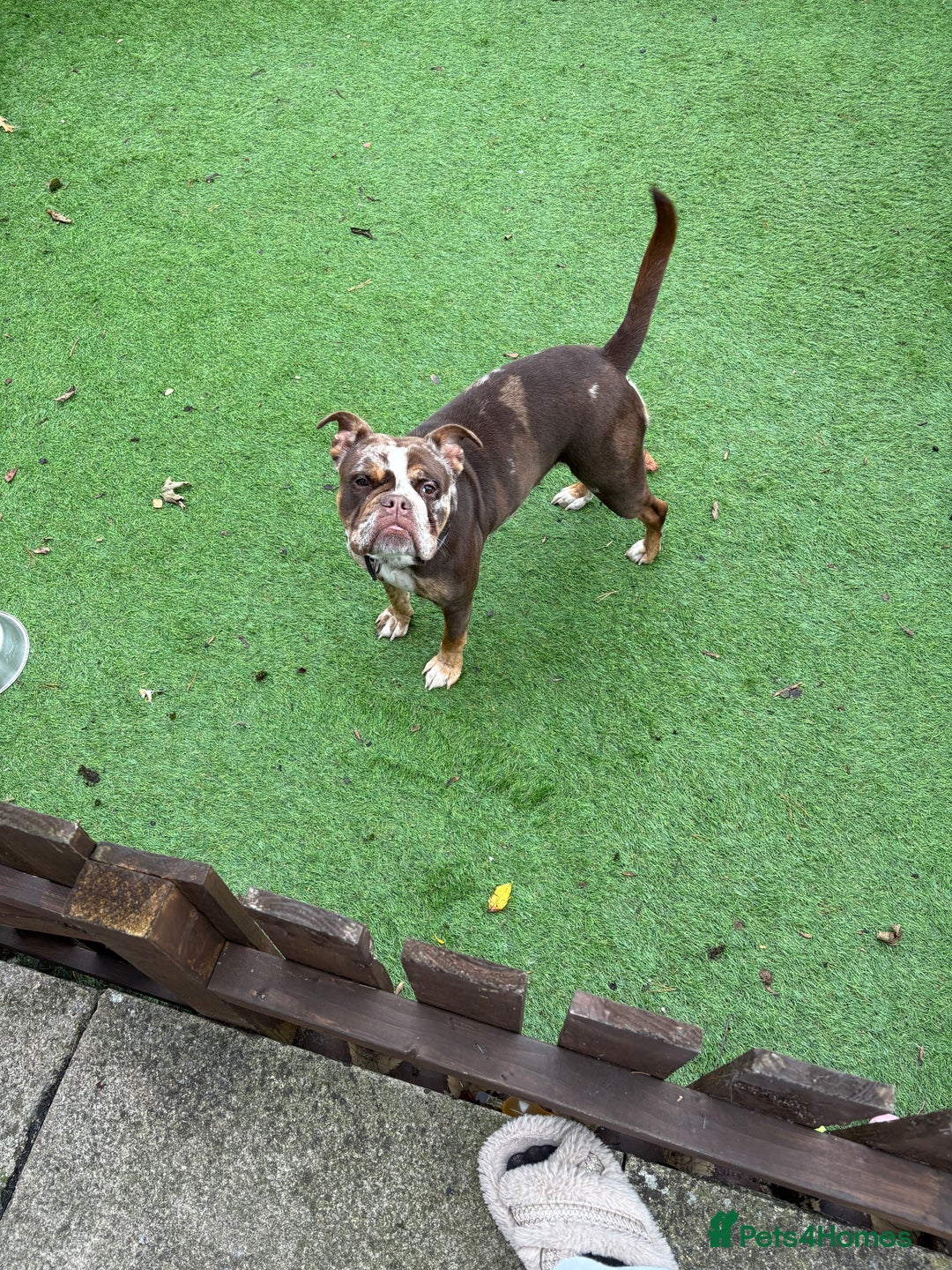 Old Tyme Bulldog dogs for sale: Female for rehoming  - Image 1