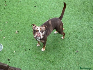 Old Tyme Bulldog dogs - Advert 3