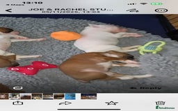 Boxer dogs for sale: Beautiful litter of six - Advert 14