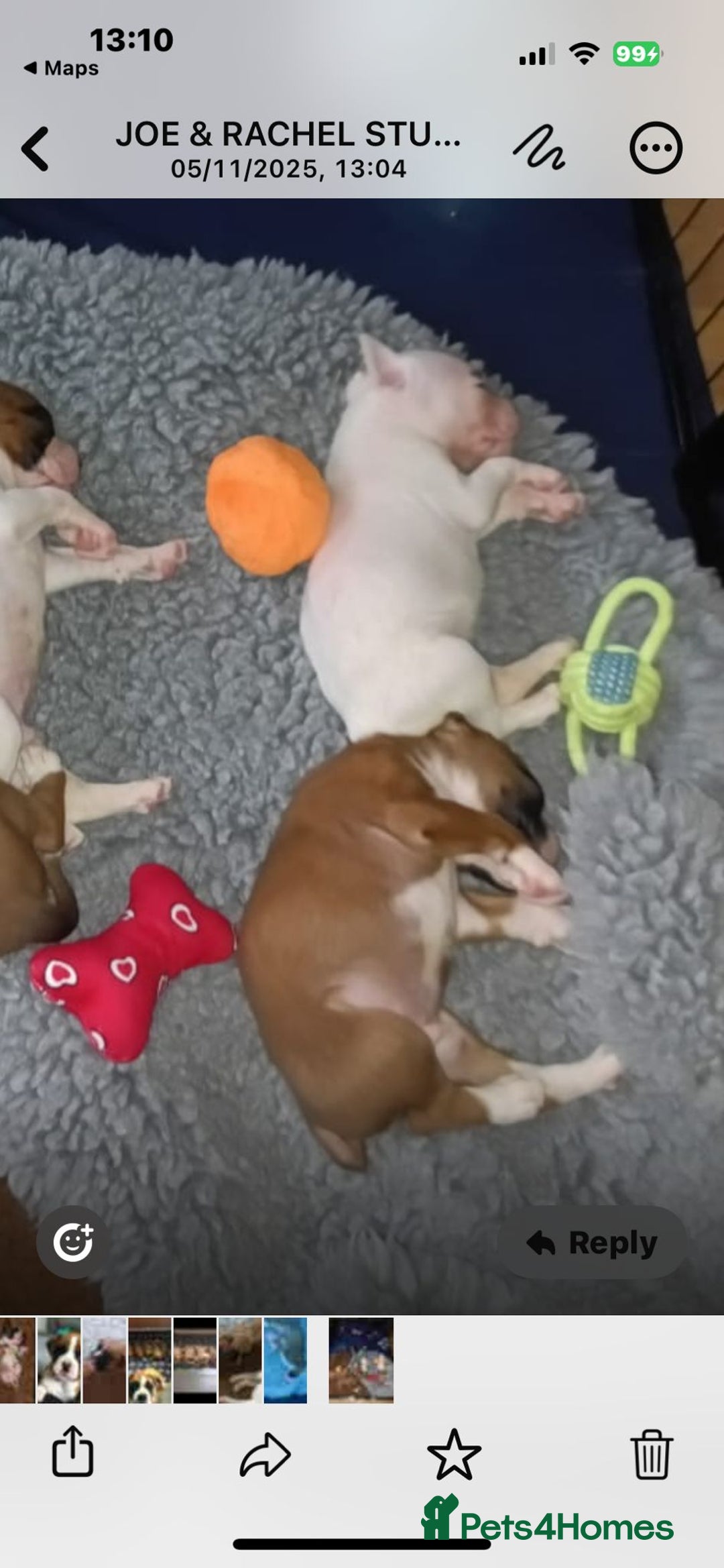 Boxer dogs for sale: Beautiful litter of six - Advert 14