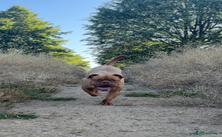Dogue De Bordeaux dogs - Advert 1