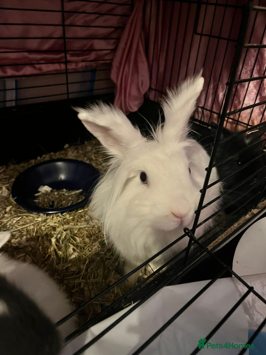 Lionhead rabbits for sale: Baby Lionhead rabbits - Advert 15
