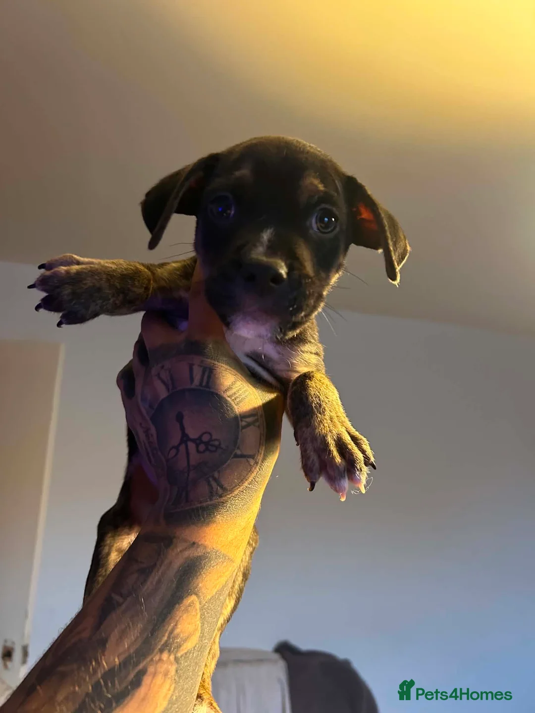Mixed Breed dogs for sale: Staff x bully  - Advert 3