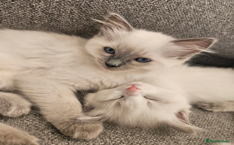 Ragdoll cats - Advert 3