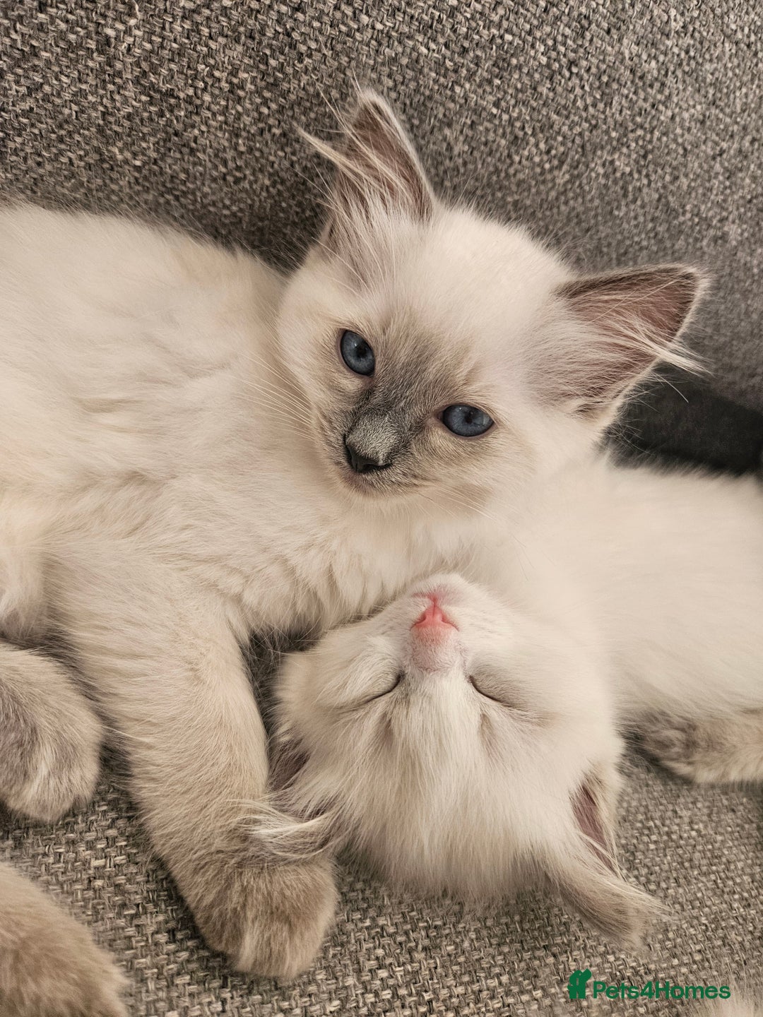 Ragdoll cats for sale: 8 Ragdoll Kittens Ready NOW - Image 1