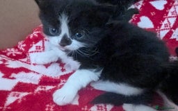 Mixed Breed cats for sale: 3 Beautiful Black and White Tuxedo Kittens  - Image 30