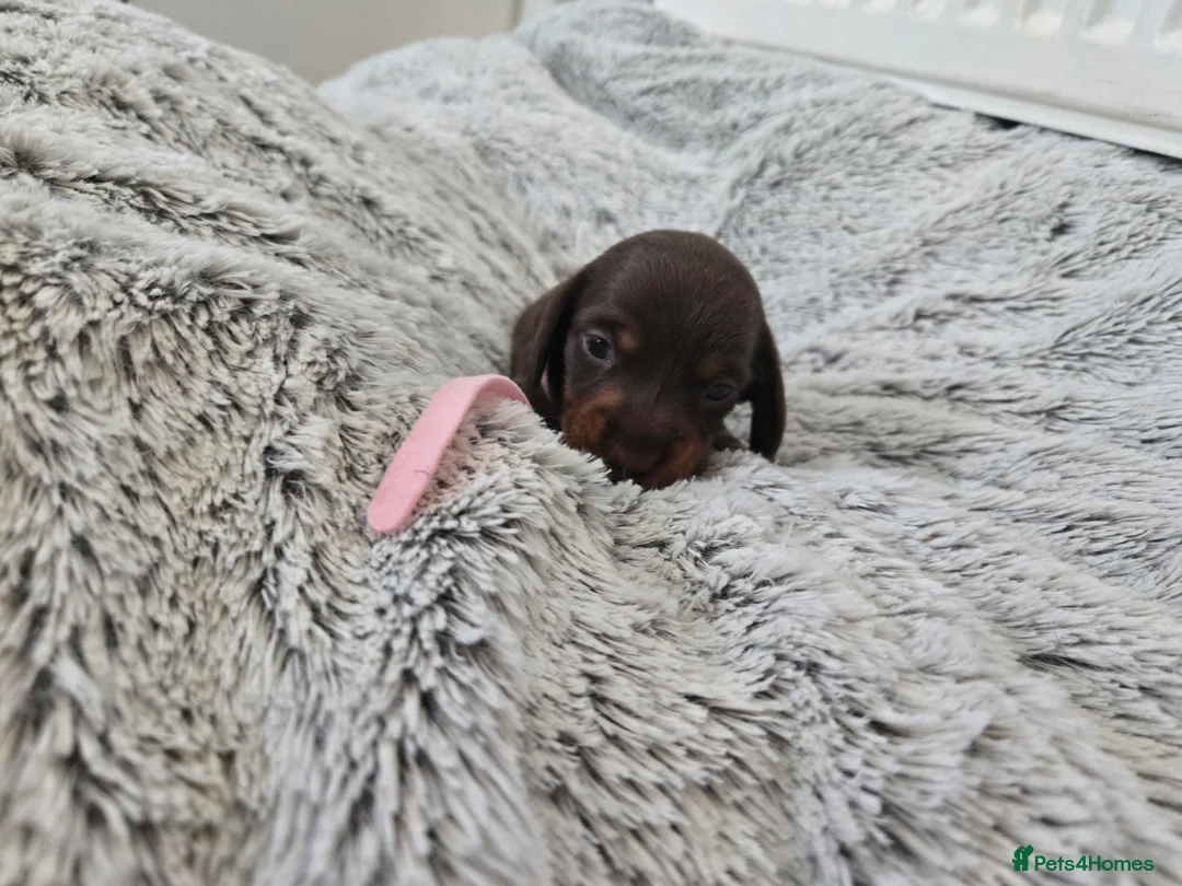 Miniature Dachshund dogs for sale: Miniature Dachshund Puppies (smooth haired) - Advert 14