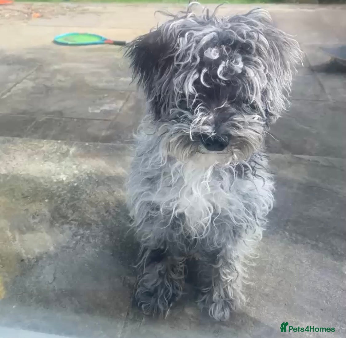Schnoodle dogs Blue Merle Schnoodle Miniature 5 months Boy - Advert 17