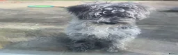 Schnoodle dogs for sale: Blue Merle Schnoodle Miniature 5 months Boy - Advert 1