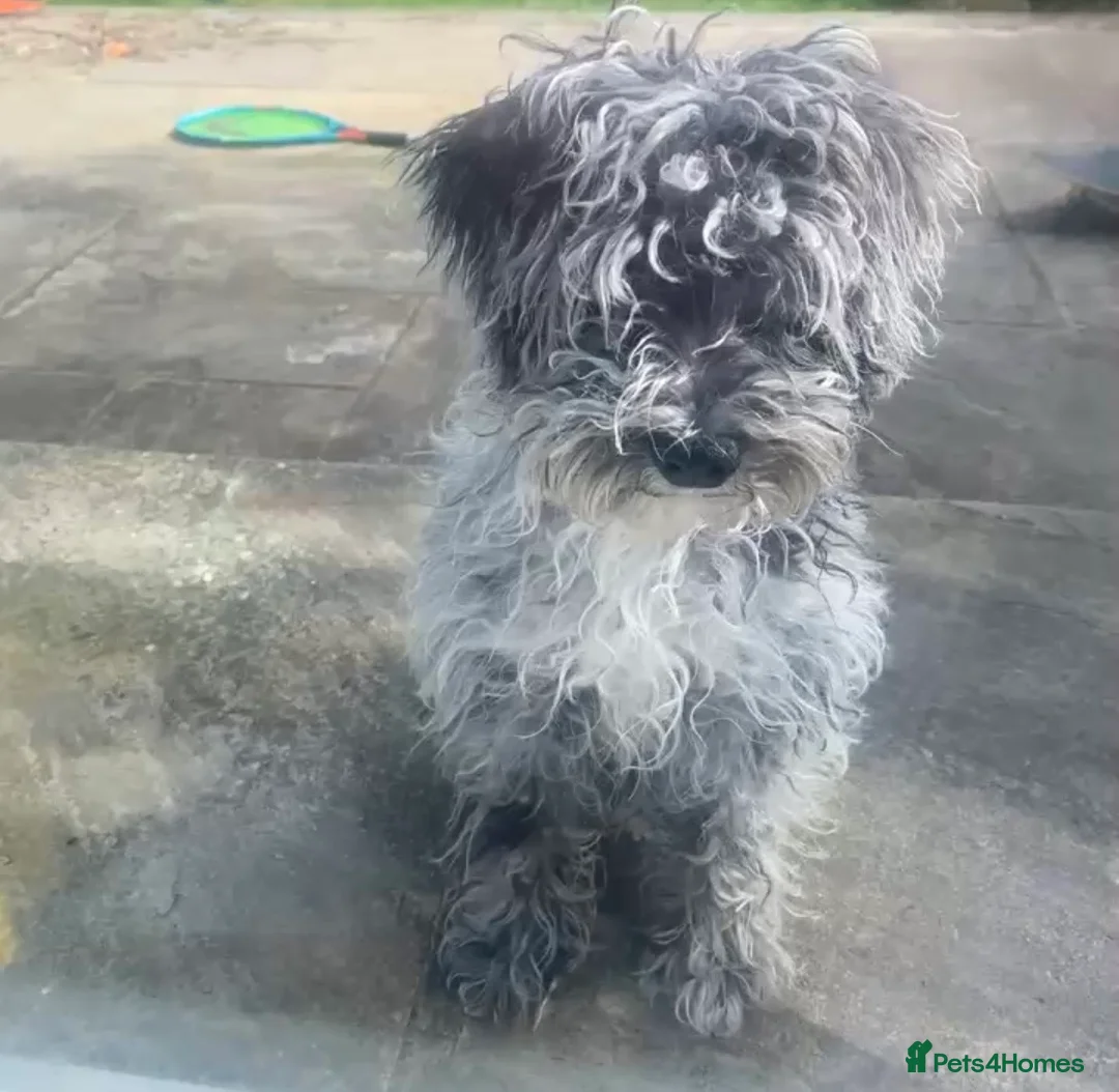Schnoodle dogs for sale: Blue Merle Schnoodle Miniature 5 months Boy - Advert 1