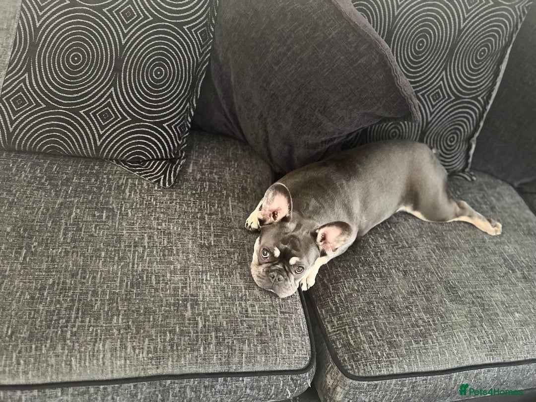 French Bulldog dogs for sale: Blue French Bulldog – Experienced, Adult-Only Home - Advert 3