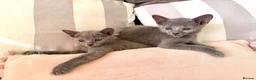 Russian Blue cats for sale: TICA Registered Russian Blue Kittens - Advert 7