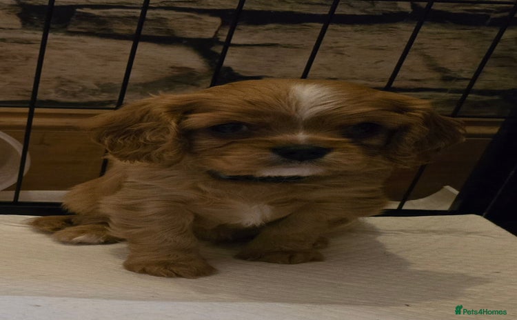 Cavalier King Charles Spaniel dogs - Advert 3