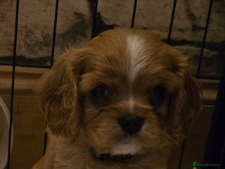 Cavalier King Charles Spaniel dogs - Advert 4