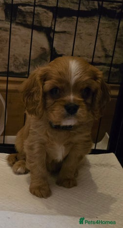 Cavalier King Charles Spaniel dogs - Advert 3