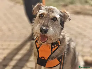 Mixed Breed dogs ❤️OXY❤️Large• Scruffy •Gentle • Playful • Loving - Advert 2