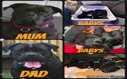Cane Corso dogs for sale: CANE CORSO PUPS - Image 2