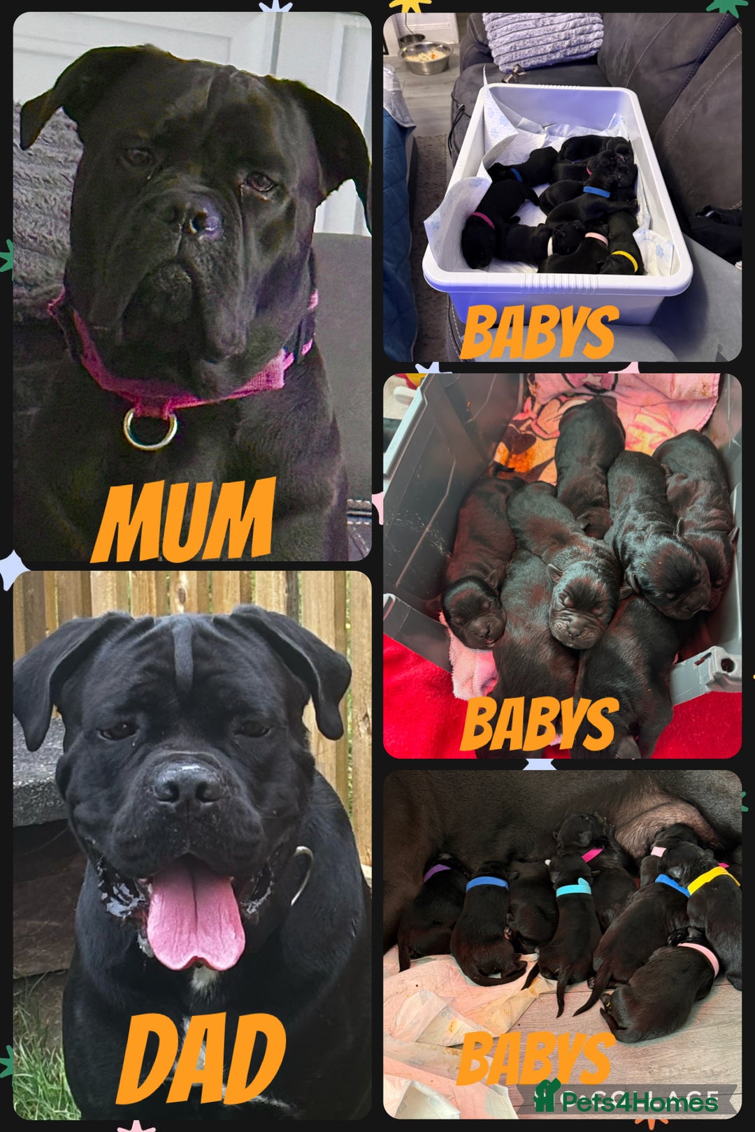 Cane Corso dogs for sale: CANE CORSO PUPS - Image 2