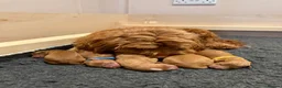 Cockapoo dogs for sale: Beautiful Ginger F2 Cockapoo Puppies in Berkhamsted - Advert 13