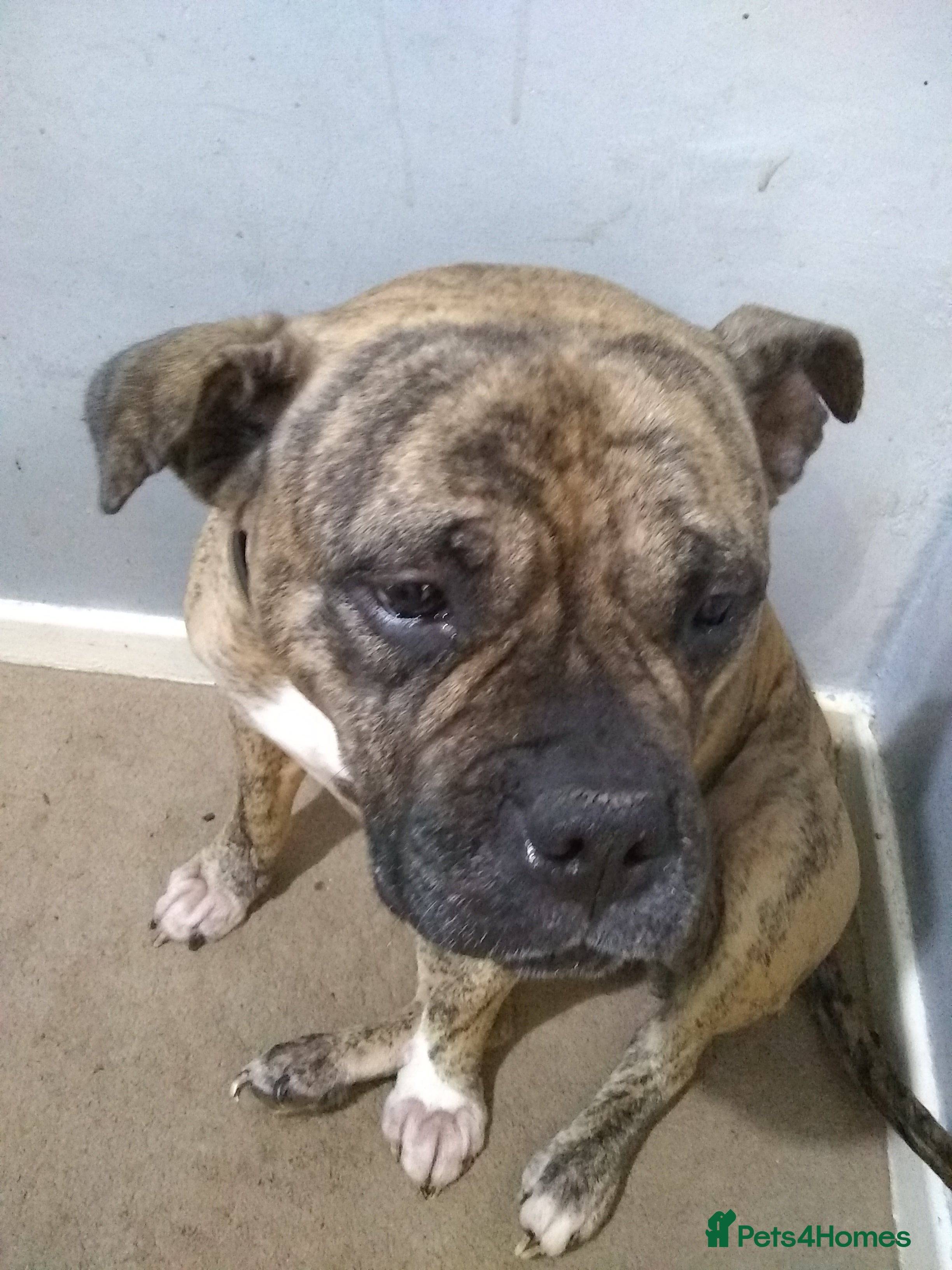 Mixed Breed dogs Staff cross female - Advert 1