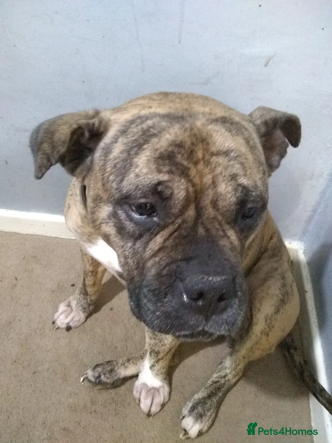 Mixed Breed dogs for sale: Staff cross female - Advert 1