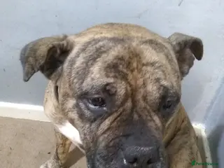 Mixed Breed dogs Staff cross female - Advert 2