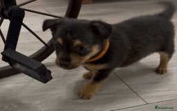 Mixed Breed dogs for sale: Dax Dachshund/Jack Russell  - Advert 1