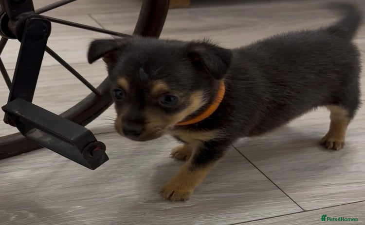 Mixed Breed dogs - Advert 15