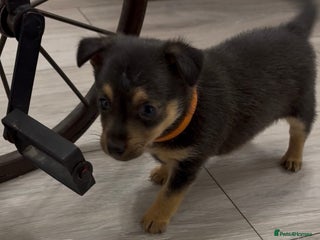 Mixed Breed dogs for sale: Dax Dachshund/Jack Russell - Advert 1