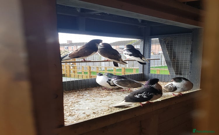 Pigeons birds - Advert 1