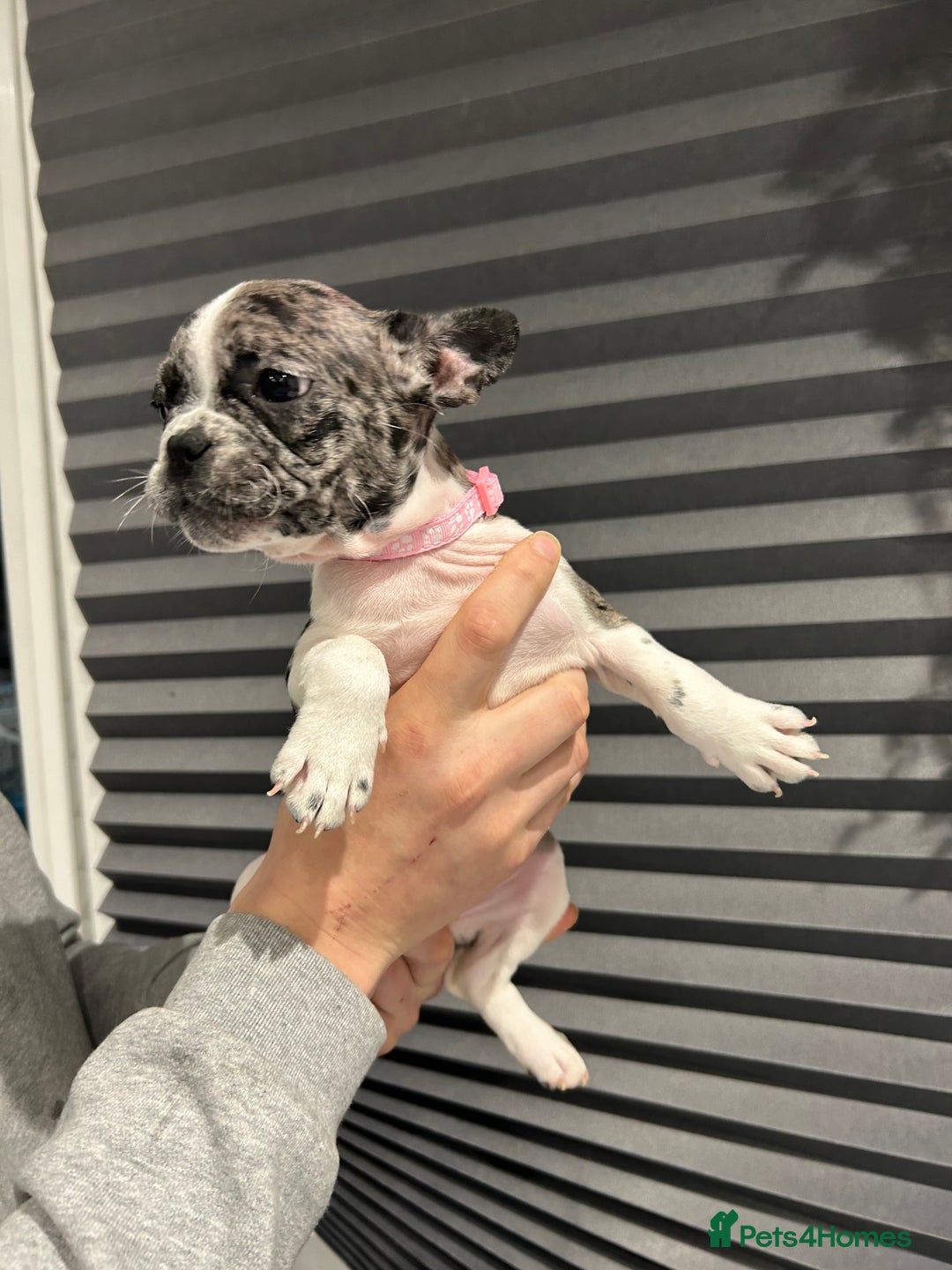French Bulldog dogs for sale: French Bulldog Puppies for sale  - Advert 16