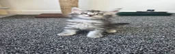 Maine Coon cats for sale: Maine coon pedigree kittens  - Advert 10