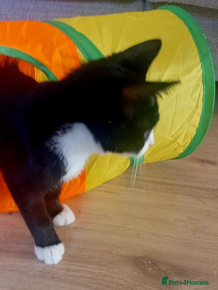 Mixed Breed cats Three Beautiful Kittens Seeking Forever Homes - Advert 2