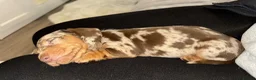 Miniature Dachshund dogs for stud: Miniature dachshund for stud  - Advert 11
