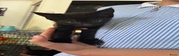 Mixed Breed cats for sale: Black kittens for sale litter tray trained  - Advert 6
