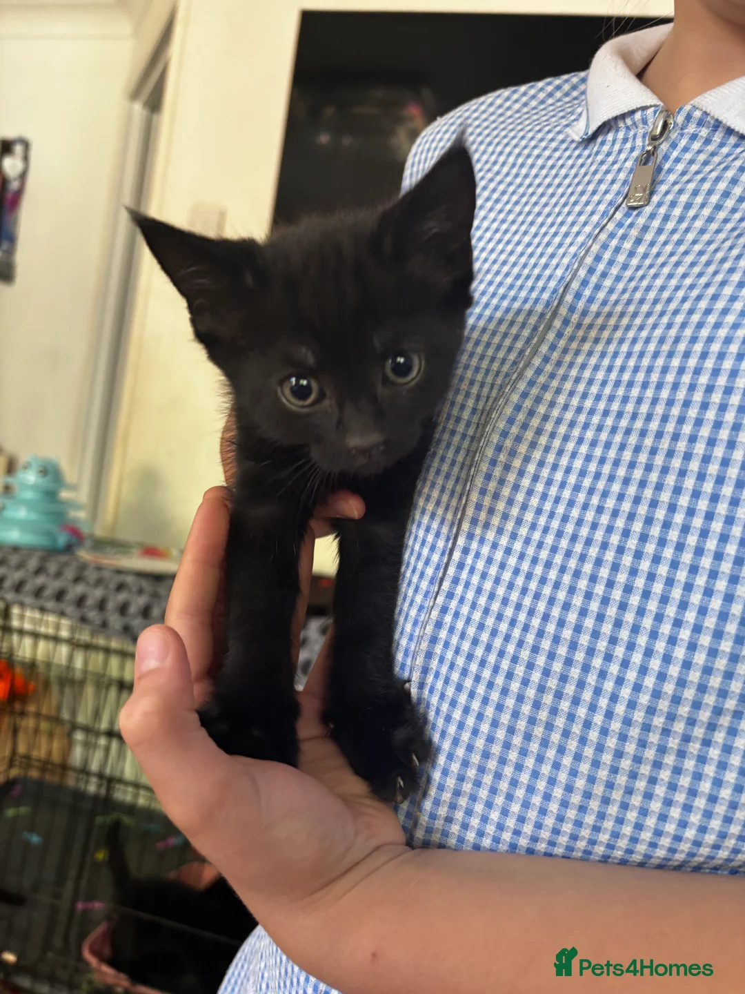 Mixed Breed cats for sale: Black kittens for sale litter tray trained  - Advert 6