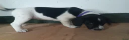 Sprocker dogs for sale: Quality Sprocker Spaniels  - Advert 6