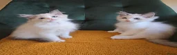 Ragdoll cats for sale: Show-class kittens ready for new homes! - Advert 9