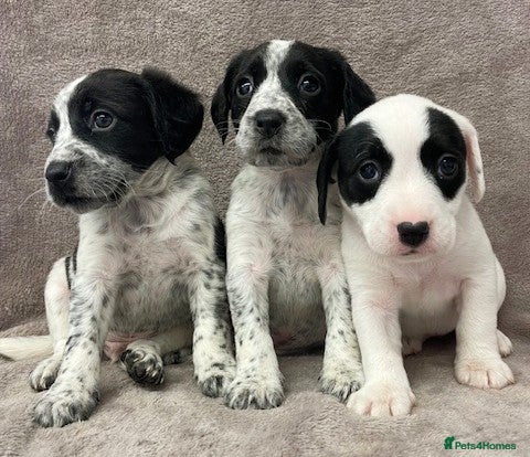 Mixed Breed dogs Cocker Jack puppies Ready this Friday - Advert 1