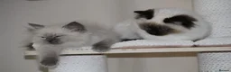 Ragdoll cats for sale: Beautiful ragdoll kittens in Manchester - Advert 13