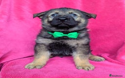 German Shepherd dogs for sale: Adorable German Shepherd puppies - Image 26
