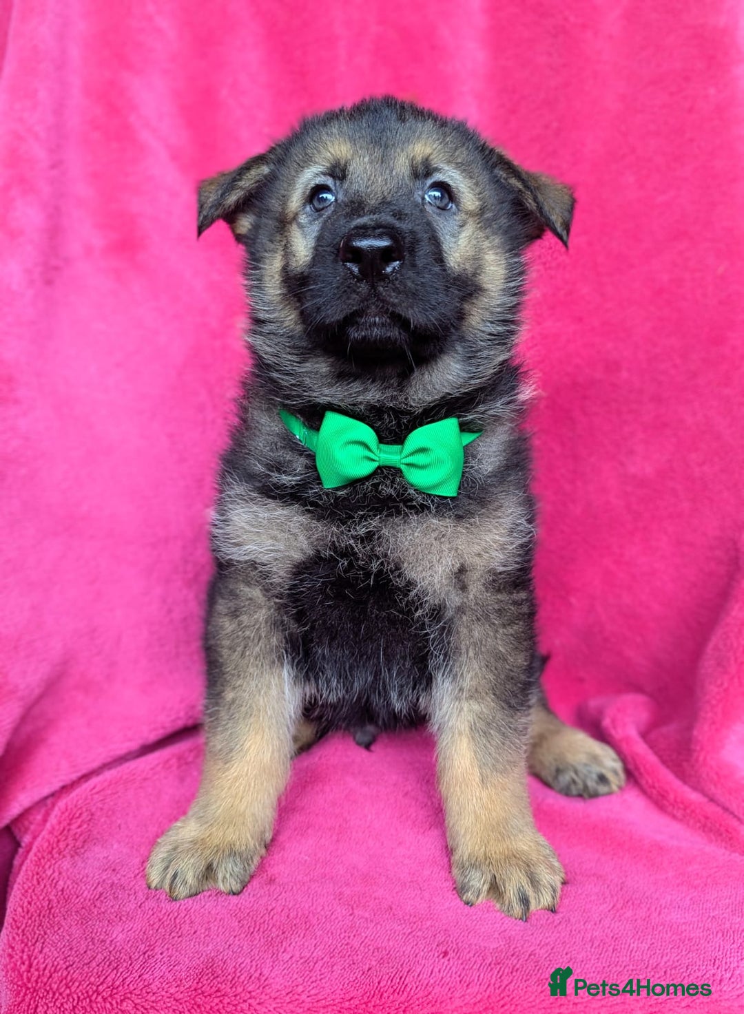 German Shepherd dogs for sale: Adorable German Shepherd puppies - Image 26