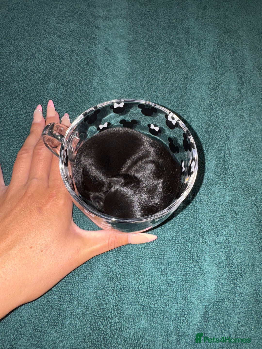 Chihuahua dogs for sale: 2 male 1 female tiny chihuahua  - Image 14