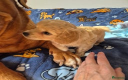 Mixed Breed dogs for sale: F1 Cockapoo and Maltipoo hybrid - Image 19