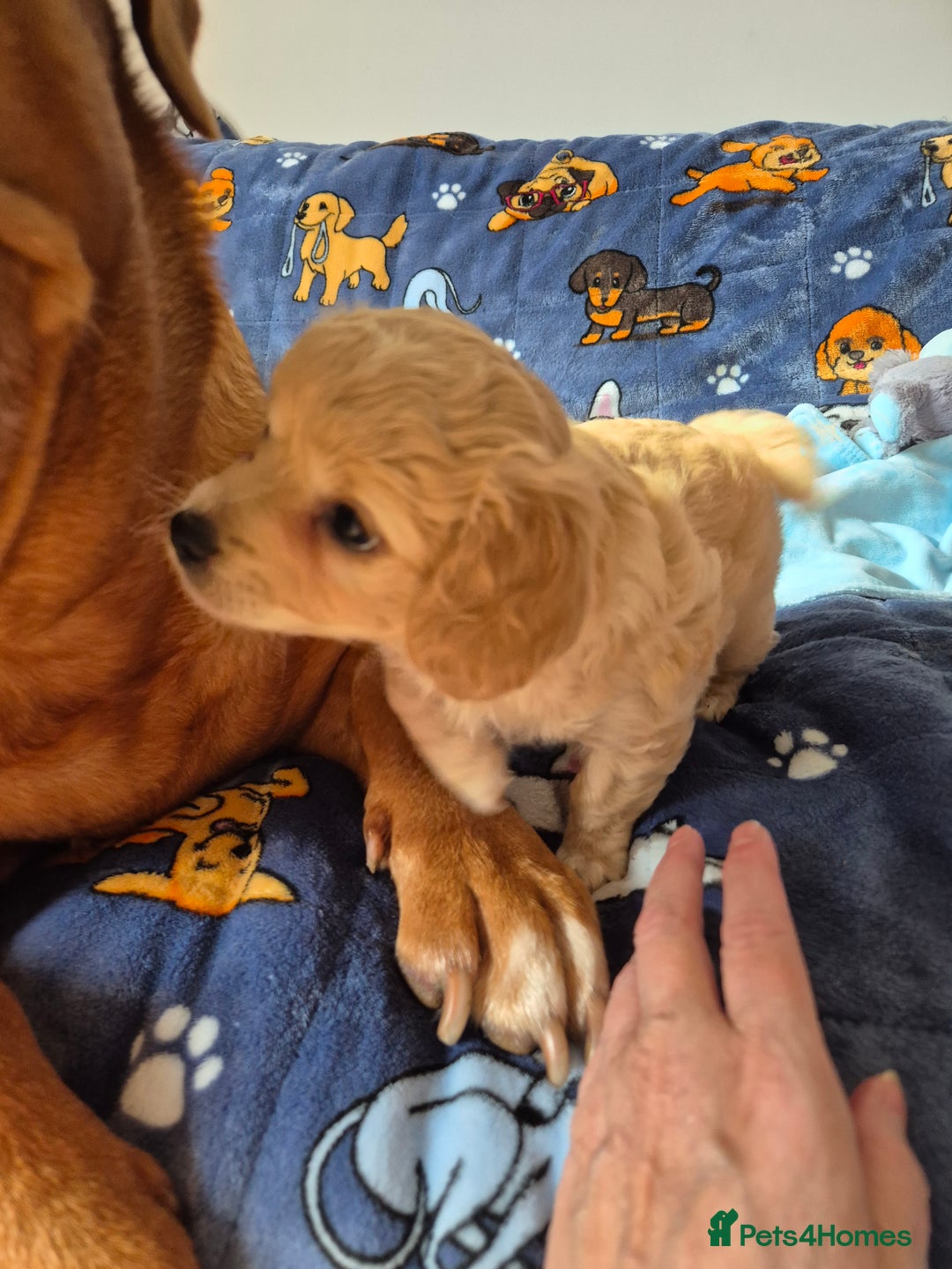 Mixed Breed dogs for sale: F1 Cockapoo and Maltipoo hybrid - Image 19