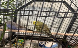 Budgerigars birds for sale: 2 lovely male budgies - Image 2