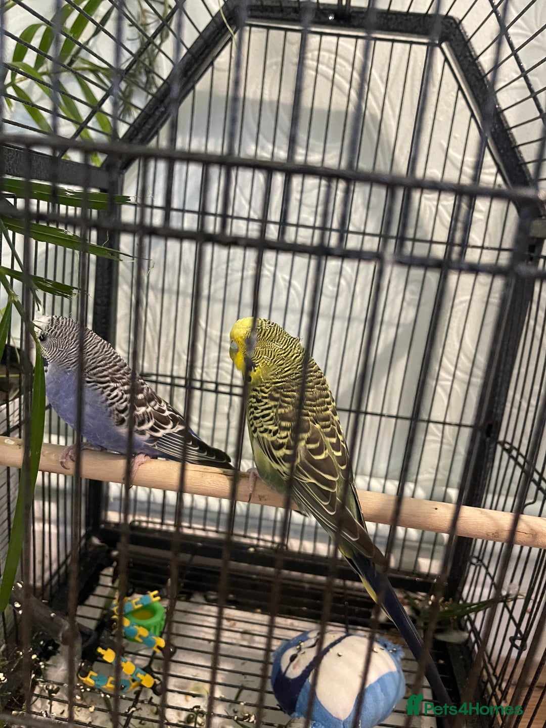 Budgerigars birds for sale: 2 lovely male budgies - Image 2