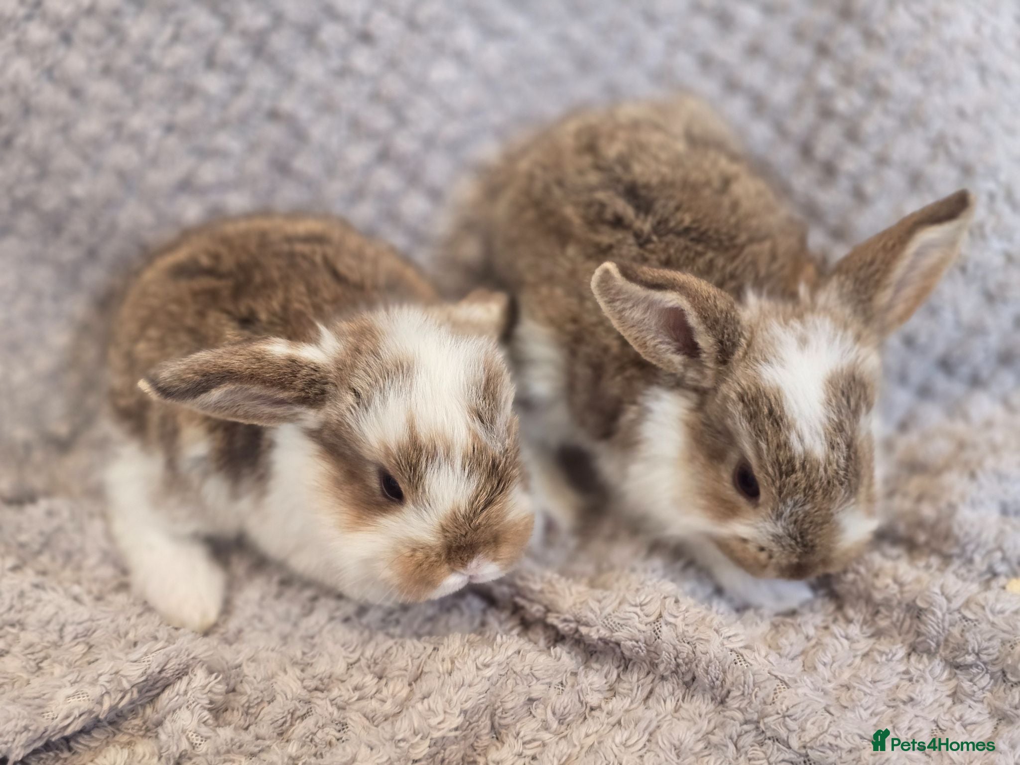 French Lop rabbits Pedigree French Lop - Advert 2