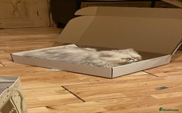 Persian cats for sale: Male mink Persian  - Image 2